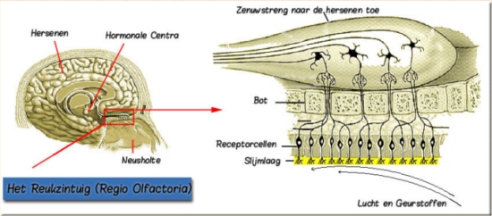 reukorgaan.jpg